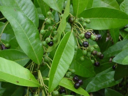 Semilla Pimienta Dioica Gorda Para Vivero 100 Semillas