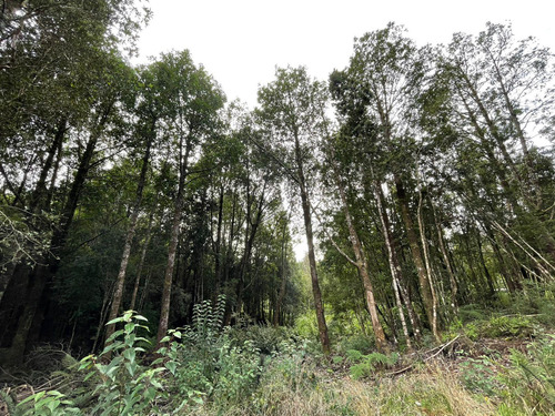 Parcela 5.750 M² Con Bosque Nativo, Cerca De Puerto Varas
