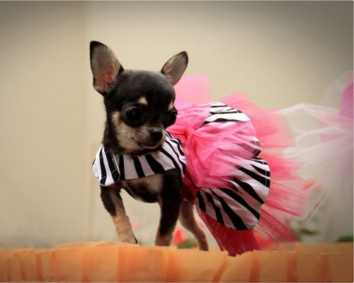 Vestidos Animal Prin Zebra Talla Chihuahua