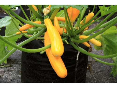 Smart Pots Smart Pot Recipiente De Doble Cara (5 Galones),