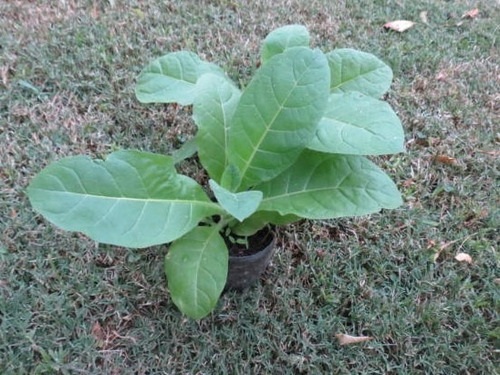 Planta De Tabaco Medicinal Orgánica