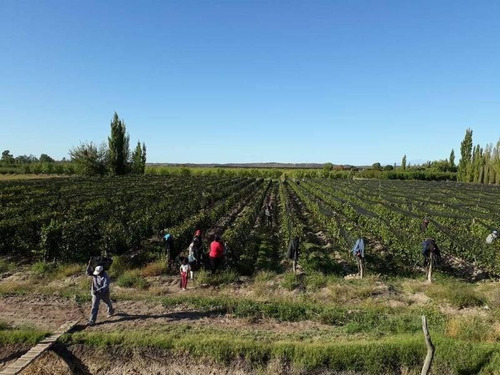 Imagen 9 de 30 de 3 Fincas Con Bodega En Venta Cañada Seca.
