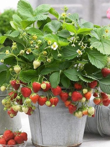 Más De 200 Semillas De Fresas Silvestres  Fragaria Vesca  