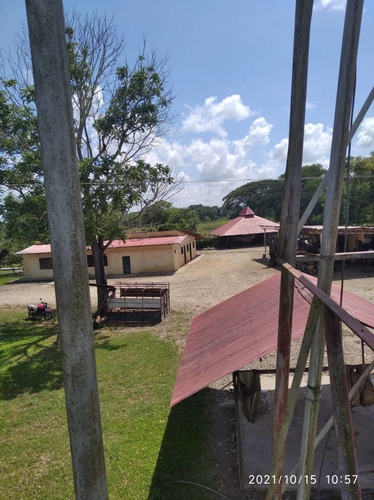 Imagen 3 de 24 de Finca En Barinas A Orilla De La Carretera
