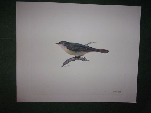 Pájaro Litografía Coloreada Plate Xxix