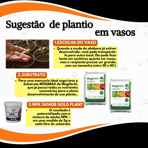 Semente Abobora Moranga Exposição Feltrin - Envelope 2g