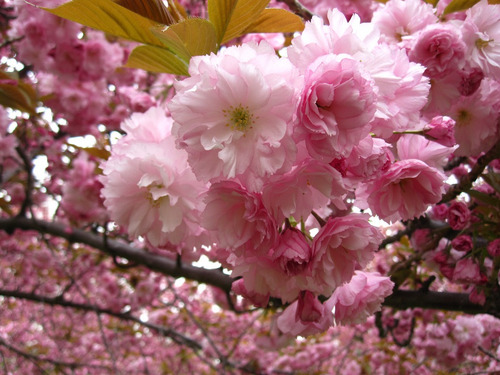 Cerezo Japones (prunus Serrulata) 10 Semillas