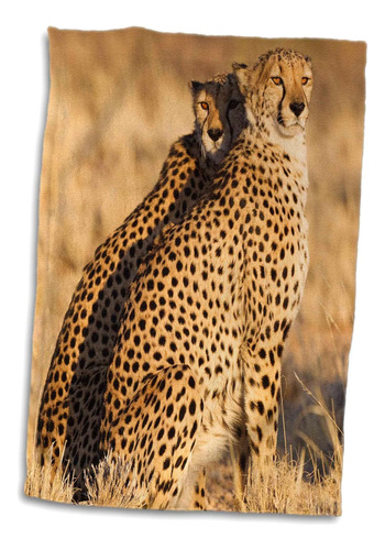 3d Guepardo Rosa Acinonyx Jubatus. Dos Machos. Namibia. Twl_