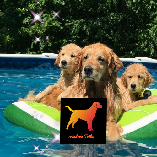 Golden Retriever 100% Puros En Criadero Tribu, Soy Guada