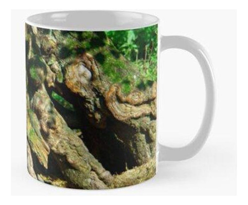 Taza Árbol De Afilado Animal Calidad Premium