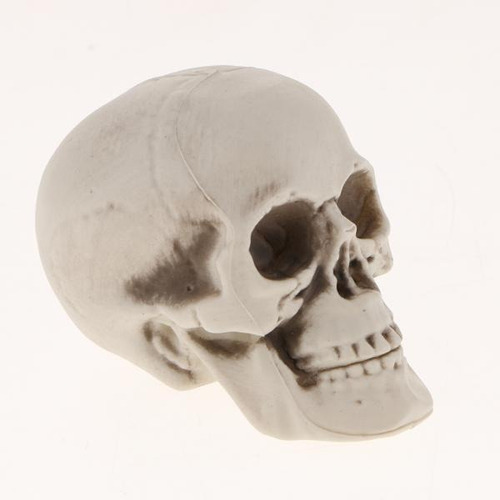 2x Realista Plástico Esqueleto Cráneo Cabeza Estatuilla