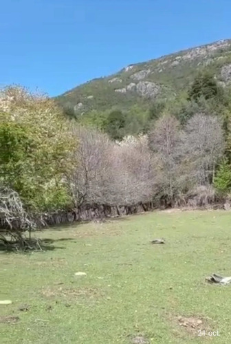 Campo Sector Huerquehue, Termas Rio Blanco