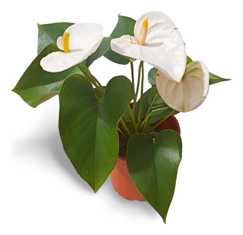 Planta Anthurium Andreanum Nombre Común
