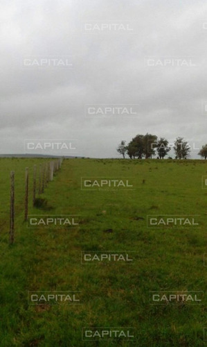 Excelente Campo De 91 Hectáreas En Venta - Lavalleja-ref:29054