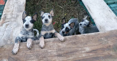 Pastor Australiano Red Heeler MercadoLibre