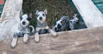 Comprar Cachorros Pastor Australiano Ganadero 