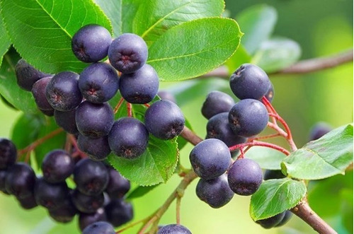 10 Sementes Maqui Berry Aristotelia Chilensis Super Fruta P/ Mudas Frete Rapido Envio Rapido