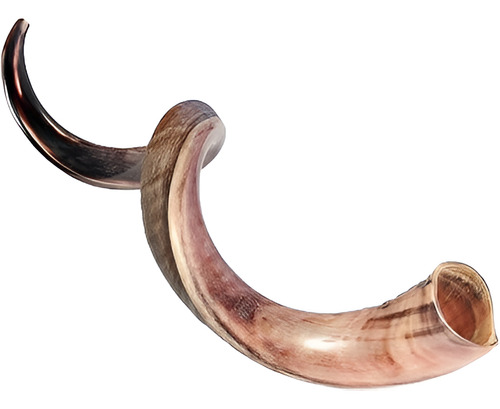 Shofar Kudu Kosher De Israel Medio Pulido 36-50 Cm