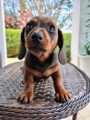 Filhote Dachshund Macho (mini)