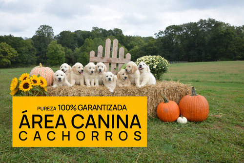 Cachorros Golden Envio Gratis A Caba Y Gba - Area Canina