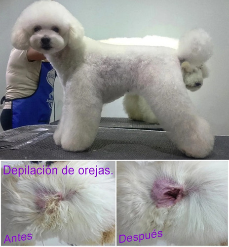 Imagen 3 de 9 de Peluquería A Domicilio Canina Y Felina Caba Gba Znorte Leer