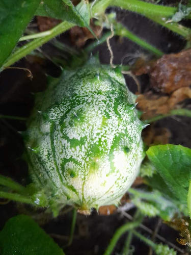 10 Semillas De Pepino Melón Africano Kiwano