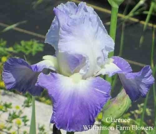 1 Rizoma De Lirios Barbados O Iris Germanica Clarence