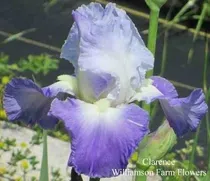 Comprar 1 Rizoma De Lirios Barbados O Iris Germanica Clarence