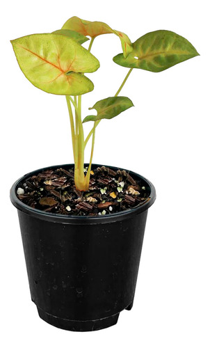 Syngonium Podophyllum Mango Allusion Planta Singonio 10cm