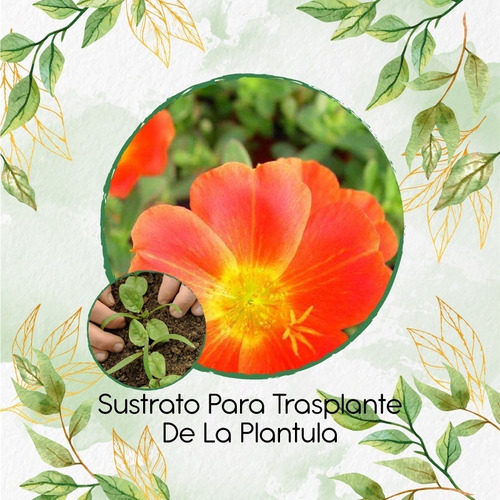Sustrato Para Trasplante De Portulaca Grandiflora
