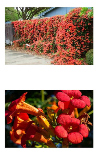 Sementes Trepadeira Trombeta Campsis Radicans Cerca Viva