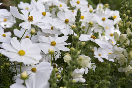Cosmos Purity - Semillas