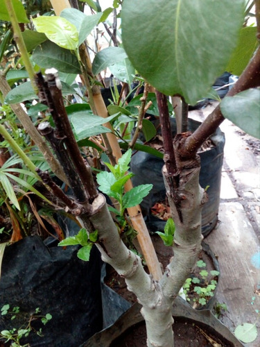 Pera Anjou Verde (árbol) 1.30 Injertada, Unica Pieza (Usado)