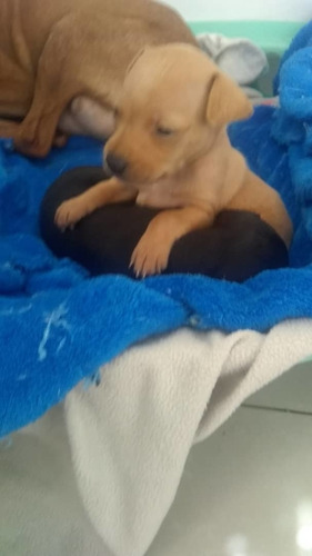 Imagen 3 de 4 de Perro Mini Pincher