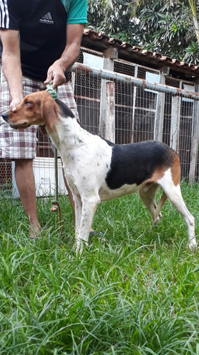 Fox Hound Americano,