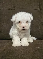 Comprar Perros De Raza