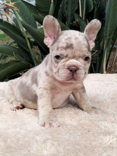 Cachorro Bull Dog Francés Blue Merle Med Animal Pets Col