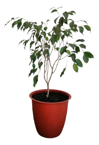 Ficus Verde (100cm)