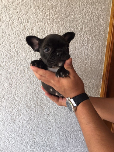 Imagen 2 de 3 de Vendo Cachorros Bulldog Frances Color Barcino