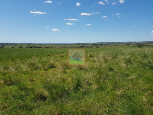 Imagen 12 de 14 de Campo Ganadero 325has Garzón Maldonado