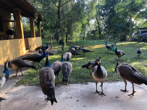 Pavão Jovem Casal .