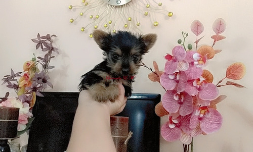 Perrito Yorky Bello Y Enanito Yorkshire Terrier 550 Minitoy