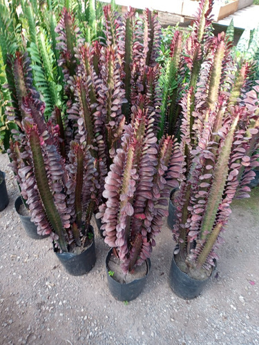 Suculenta Euforbia Africana Verde / Rubra H E R M O S A