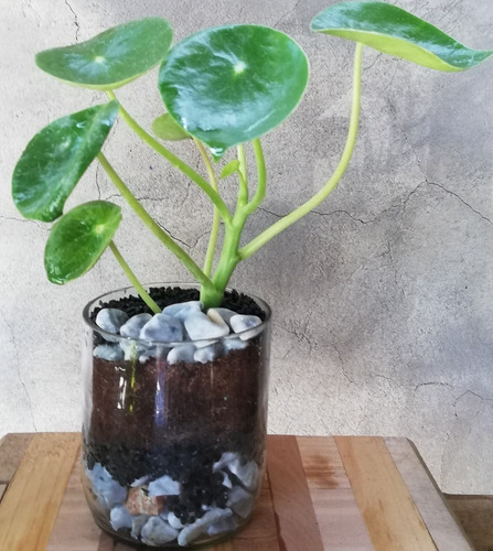 Plantas Interior Cuchara Little Terrario 10