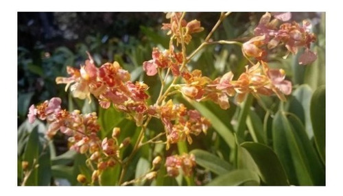 Orquídea Oncidium Twinkle Adulta | Parcelamento sem juros