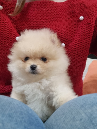 Pomerania Hembra  Mini