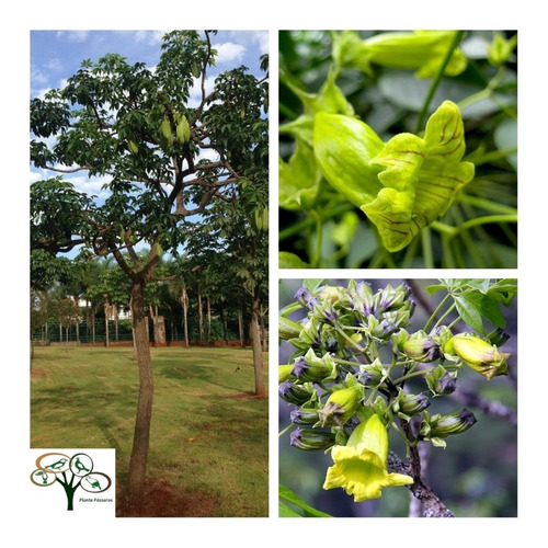 50 Sementes De Ipê Verde. Caroba - Rara Árvore Nativa | MercadoLivre