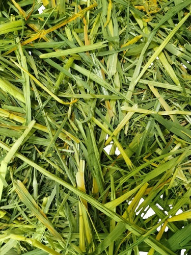 10kg De Heno De Avena 100% Orgánica