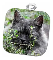 Comprar Rosa 3d Linda Imagen De Gato Gris Domestico Personas-animal