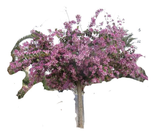 Árbol Orquídea Blanco , Rosa, Fiusha Y Morado De 1.70 Altura